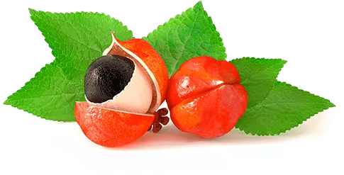 Guaraná